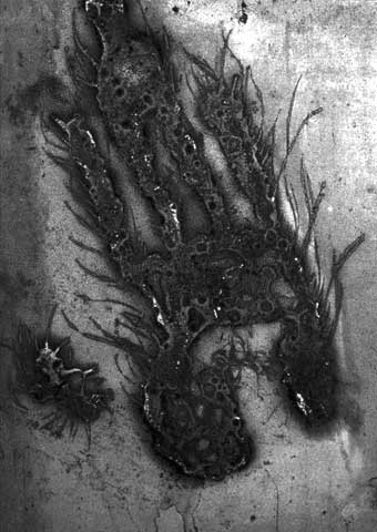 Fotografia di Renato Fassino