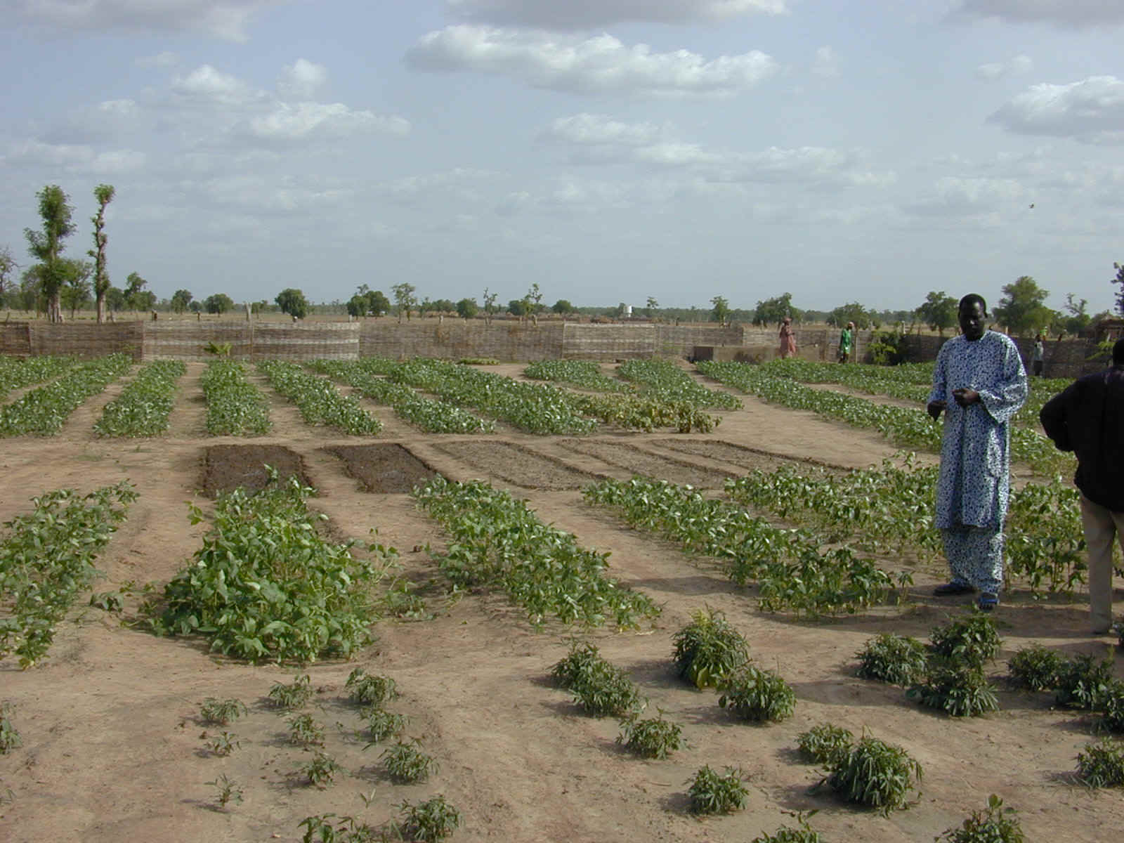 Orto2.JPG (414175 byte)